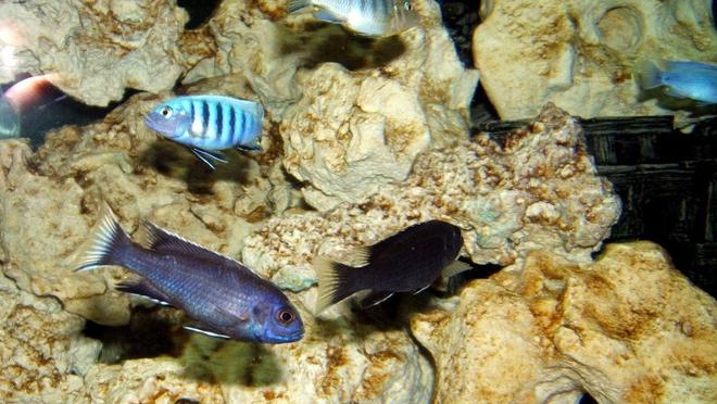 freshwater fish - pseudotropheus sp. acei ngara - white tail acei stocking in 90 gallons tank - Pseudotropheus sp. "Acei" (Ngara) (White Tail)

Cynotilapia sp. "hara"  "White top"