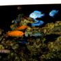 fish tank picture - Malawi Mbuna