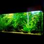 90 gallons planted tank (mostly live plants and fish) - Rio 180 planted tank