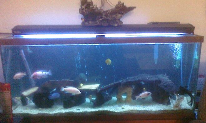 55 gallons freshwater fish tank (mostly fish and non-living decorations) - the tank