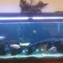 55 gallons freshwater fish tank (mostly fish and non-living decorations) - the tank