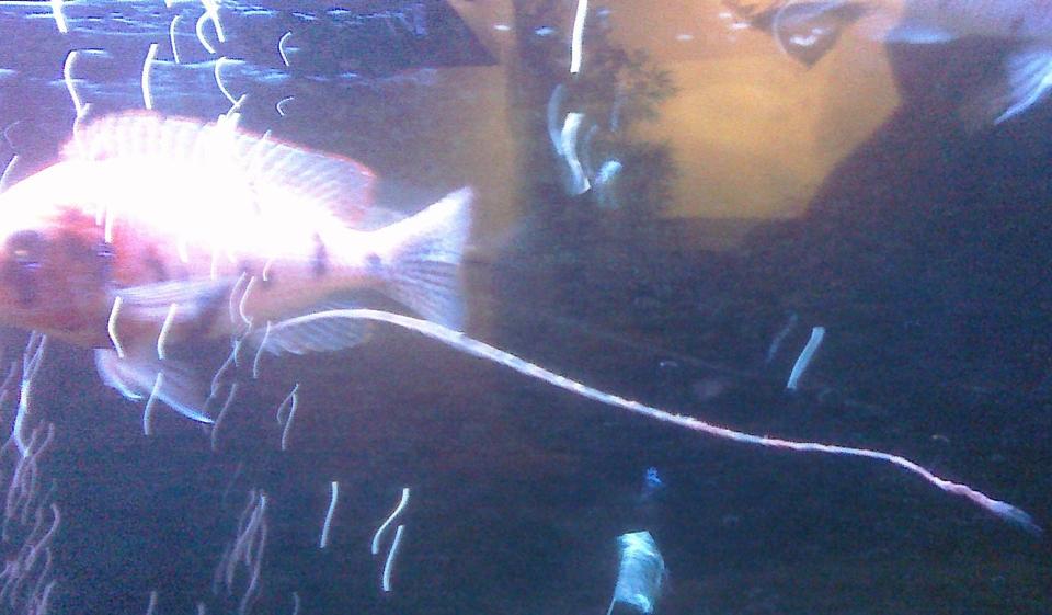 freshwater fish - aulonocara nyassae var. - peacock cichlid, orange blossom stocking in 55 gallons tank - haha