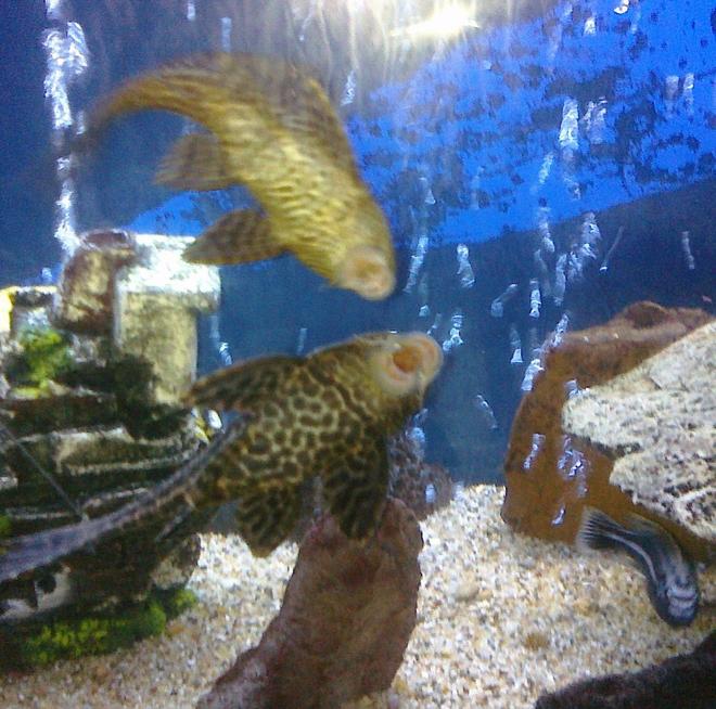 freshwater fish - glyptoperichthys gibbiceps - sailfin pleco (l-83) stocking in 55 gallons tank - playing pleco