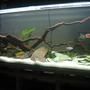 fish tank picture - Cichlid tank