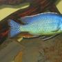 freshwater fish - protomelas taeniolatus - red empress stocking in 60 gallons tank - fire blue cichlid