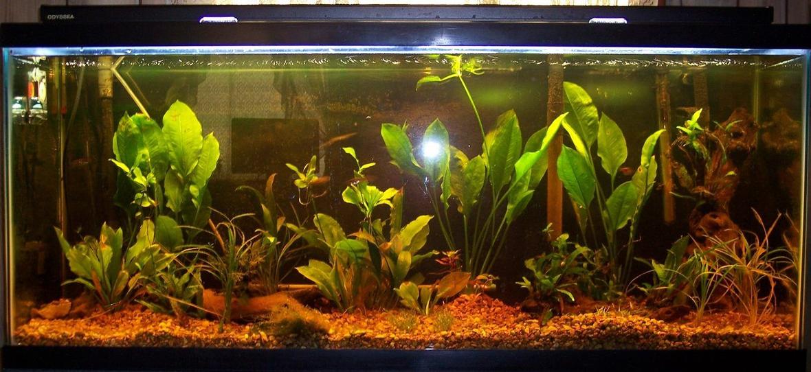 55 gallons planted tank (mostly live plants and fish) - This is my try at growing live plants.