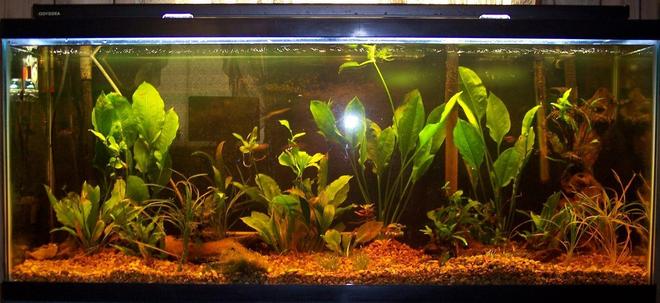 55 gallons planted tank (mostly live plants and fish) - This is my try at growing live plants.