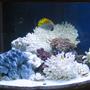 40 gallons reef tank (mostly live coral and fish) - 40 gal tank to look at at work