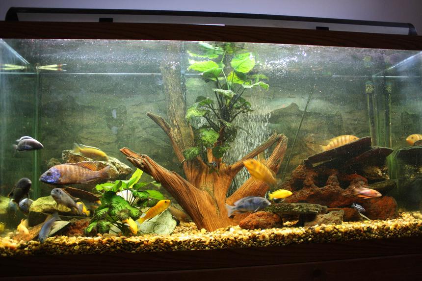 Rated #43: 90 Gallons Freshwater Fish Tank - My 90 gallon African Cichlid tank.

Thanks!
