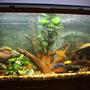 90 gallons freshwater fish tank (mostly fish and non-living decorations) - My 90 gallon African Cichlid tank. Thanks!