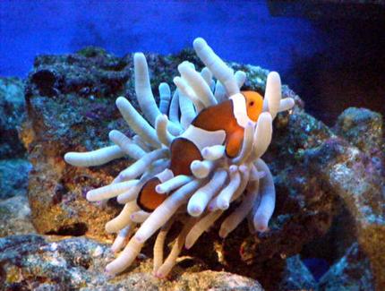 saltwater fish - amphiprion percula - true percula clownfish stocking in 80 gallons tank - clownfish