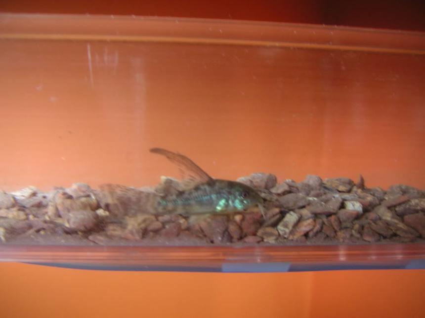 Rated #381: 70 Gallons Freshwater Fish Tank - one of the cory cats crossing the bridge