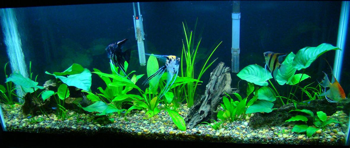 55 gallons planted tank (mostly live plants and fish) - 55 gallon, all live plants. more to come.