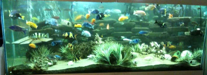 Rated #54: 350 Gallons Freshwater Fish Tank - 350 Gallon Cichlid tank running over 5 years. Check out my YouTube videos under the user name Therelimic