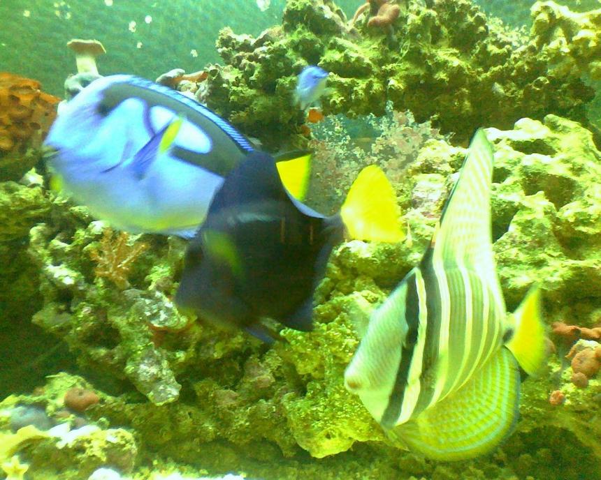 Rated #39: Saltwater Fish - Paracanthurus Hepatus - Blue Tang Stocking In 90 Gallons Tank - my big babies