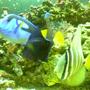 saltwater fish - paracanthurus hepatus - blue tang stocking in 90 gallons tank - my big babies