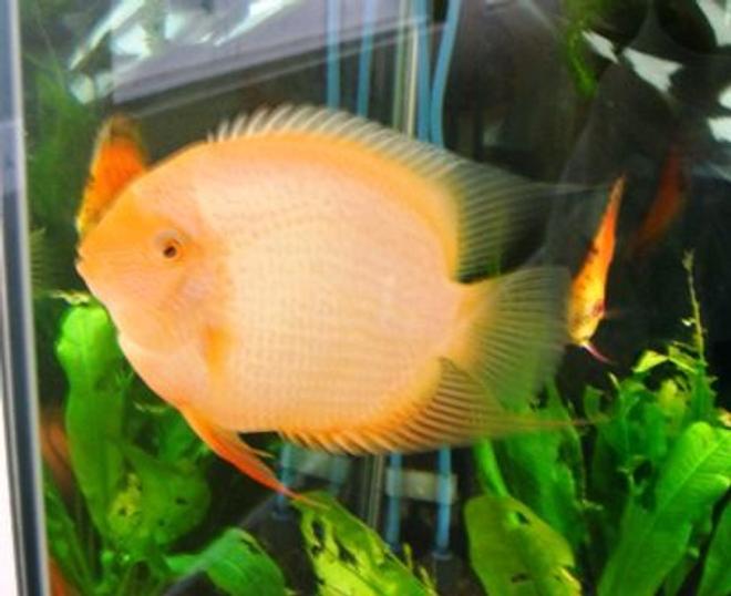 freshwater fish - heros serverus - gold severum stocking in 125 gallons tank - gold heros severum