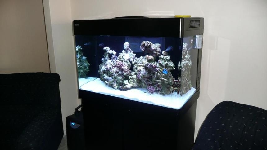 Rated #111: 60 Gallons Reef Tank - RedSea Max 250