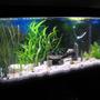 55 gallons planted tank (mostly live plants and fish) - just set up 5 weeks ago doing great
