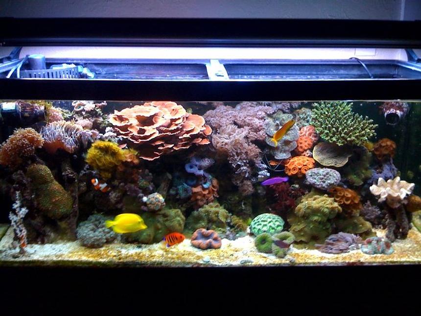 Rated #3: 75 Gallons Reef Tank - My Reef Tank!!!!!!!!