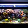 75 gallons reef tank (mostly live coral and fish) - My Reef Tank!!!!!!!!