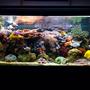 fish tank picture - another pic