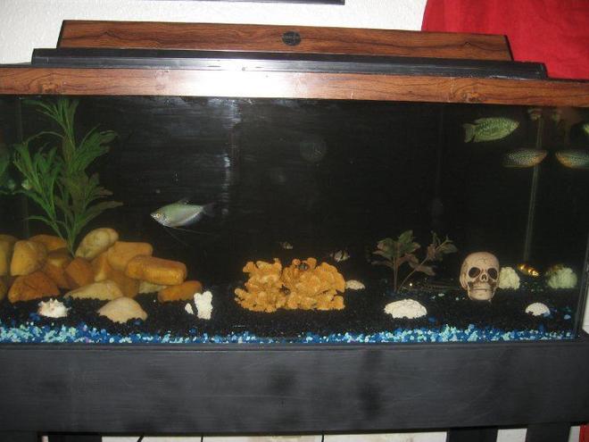 30 gallons freshwater fish tank (mostly fish and non-living decorations) - A new 30 gallon tank that I just set up with a new aquascape. Let me know what you think.
