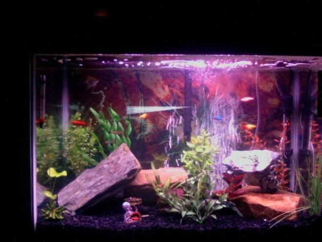 45 gallons freshwater fish tank (mostly fish and non-living decorations) - 10 fish and more coming!