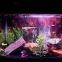 45 gallons freshwater fish tank (mostly fish and non-living decorations) - 10 fish and more coming!