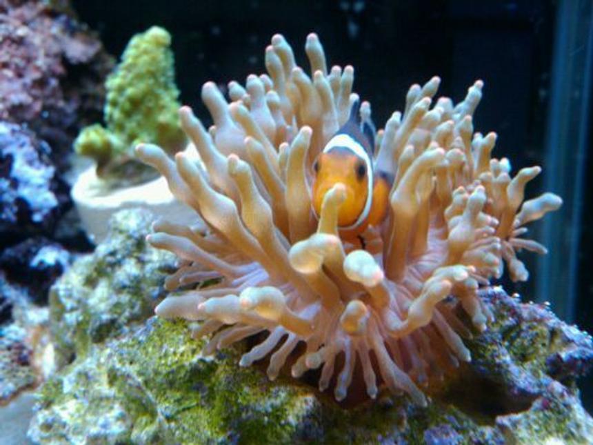 Rated #8: Corals Inverts - Entacmaea Quadricolor - Rose Bulb Anemone Stocking In 50 Gallons Tank - My baby Ocellaris clown in his baby rose bubble tip anemone!