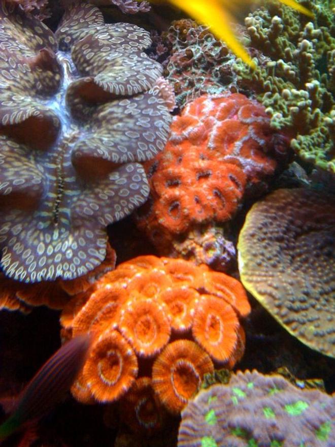 corals inverts - acanthastrea lordhowensis - aussie acans stocking in 75 gallons tank - Acan colonies!