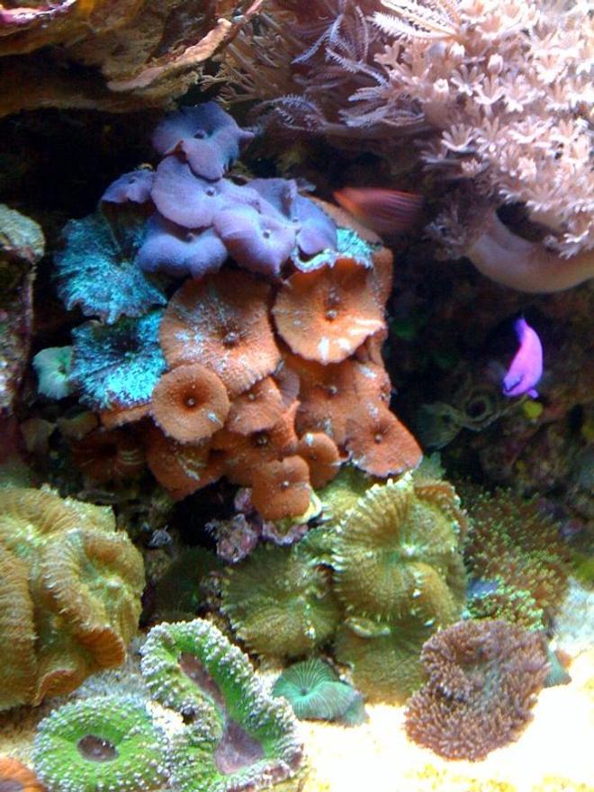 corals inverts - actinodiscus sp. - red mushroom stocking in 75 gallons tank - Assorted mushrooms!