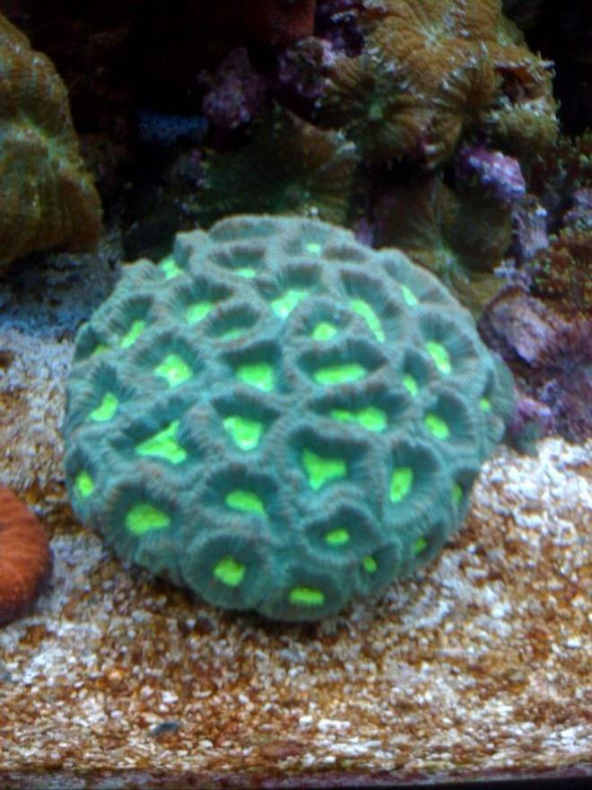 corals inverts - favites sp. - prism favia stocking in 75 gallons tank - Favia