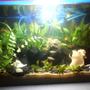 15 gallons planted tank (mostly live plants and fish) - SIMPLE PLANTED TANK...15 GALLON SIZE..