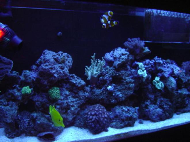 55 gallons reef tank (mostly live coral and fish) - reef at nite
