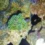 corals inverts - ricordea florida - ricordea mushroom, green stocking in 55 gallons tank - green florida ric