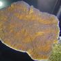corals inverts - montipora capricornis stocking in 55 gallons tank - orange montipora