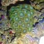 corals inverts - zoanthus sp. - radioactive zoanthids stocking in 55 gallons tank - Radioactive dragon eye zoas.