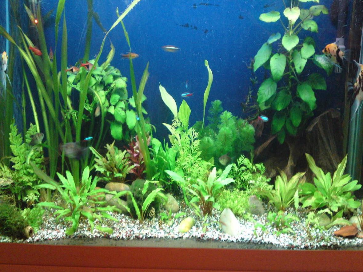 55 gallons planted tank (mostly live plants and fish) - my planted tank. 40" x 16" x 24" tank lighting 3x 39w t5 tubes 10 hour light period. Fluval 405 external canister filter.