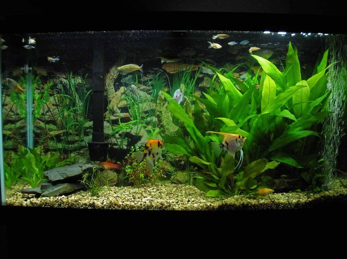 38 gallons planted tank (mostly live plants and fish) - My 38 Gallon aquarium.