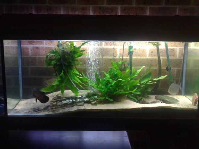 55 gallons planted tank (mostly live plants and fish) - 210L (55 gallon)
AQUANOVA 1500l/hr Canister Filter
100w T8 6700k
300w Heater
Pool Sand Substrate
2 Silver Dollers, 5 Congo Tetra, 2 Blue Rams, 6 Lemon Tip Tetra
Java Fern, Java Moss, Hygro, Anubus, Driftwood