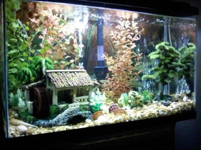 40 gallons freshwater fish tank (mostly fish and non-living decorations) - all fake plants, rock, shells from beaches, fish, aquarium decoration.