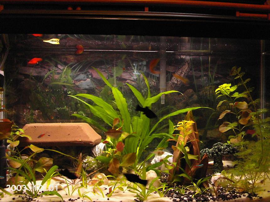 Rated #176: 25 Gallons Planted Tank - Fully Planted and inhabited