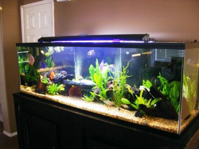 125 gallons freshwater fish tank (mostly fish and non-living decorations) - tank