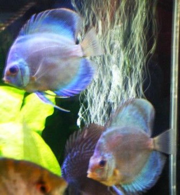 freshwater fish - symphysodon spp. - neon blue discus stocking in 125 gallons tank - new cobalt discus