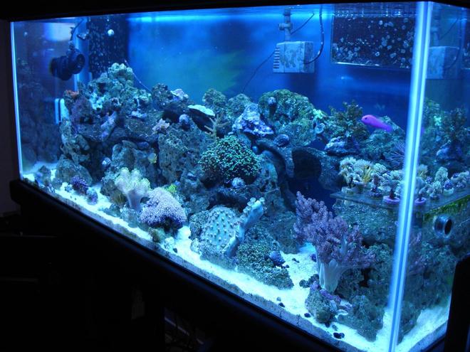 75 gallons reef tank (mostly live coral and fish) - 75gallon reef, 4 months old