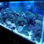 75 gallons reef tank (mostly live coral and fish) - 75gallon reef, 4 months old