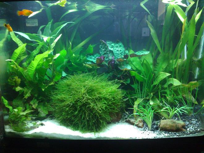 55 gallons planted tank (mostly live plants and fish) - AQUAONE AR-620 Tank
90l (Approx. 24 gallons)
48w T5HO (1x6700k 1x10000k)
DIY CO2
100w Heater
Eco Complete/Sand Substrate
2 Platys, 1 Cory, Anubias Lanceolata, Amizon Swords, Java Fern, Java Moss, Blue Stricta, Tall Vals, Dwarf Rush, Dwarf Pongol,
