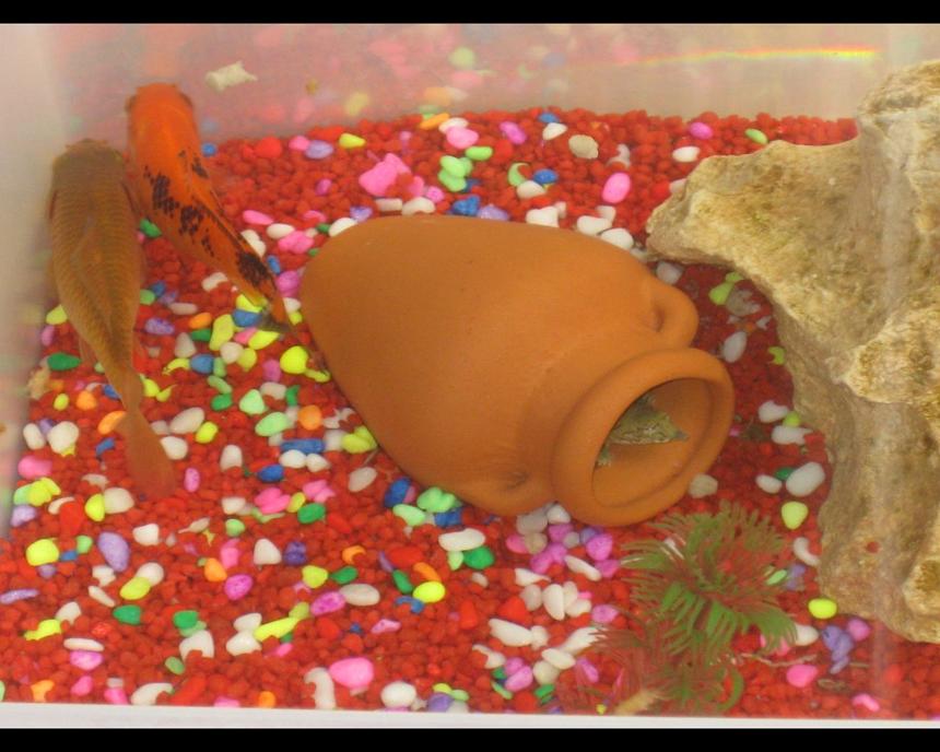 Rated #380: 2 Gallons Freshwater Fish Tank - april 2010 small but nice :) 2 goldfish and two chinese softshelled turtles!