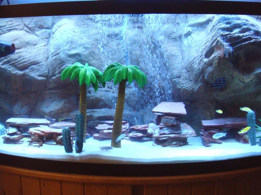 Rated #180: 72 Gallons Freshwater Fish Tank - Cable for Cats: The recently completed Cat Senate aquarium is a 72 Gallon Aqueon bow front aquarium housing 17 Lake Malawi Mbuna Cichlids purchased from Live Fish Direct: (5) Pseudotropheus Sp. Acei, (7) Labidochromis Caeruleus and (5) Pseudotropheus Socolofi. The aquarium has sand subtrate, caves made of pink slate rock and an artificial Canyon rock background by Universal Habitats